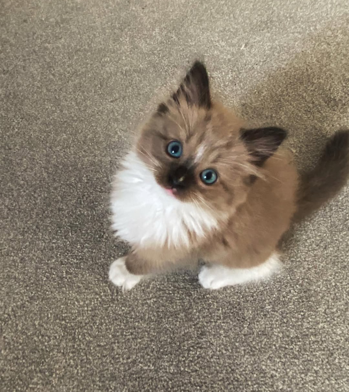 Marble the Ragdoll kitten